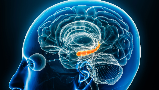 Apnea Harm Your Brain