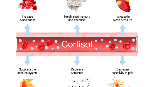 Get to Know Cortisol